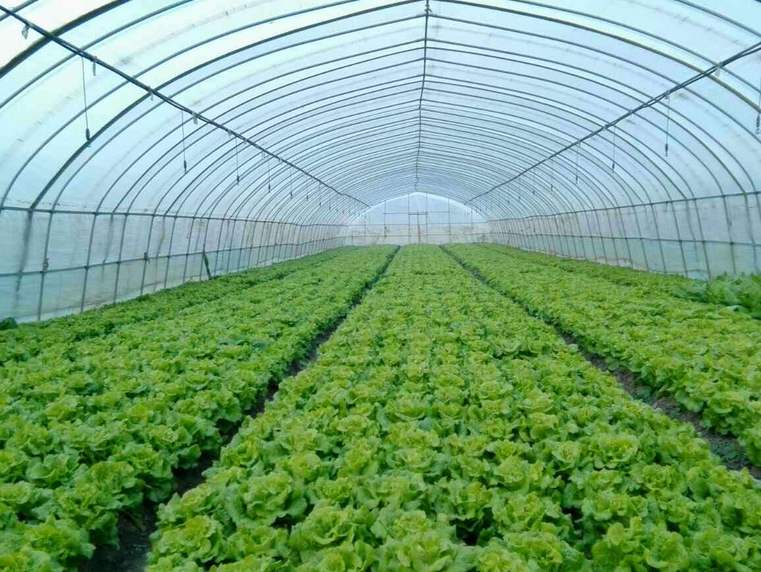 2019年建大棚有補(bǔ)貼嗎?補(bǔ)貼標(biāo)準(zhǔn)是多少?