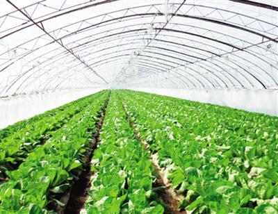 溫室大棚東北地區種植如何建設?