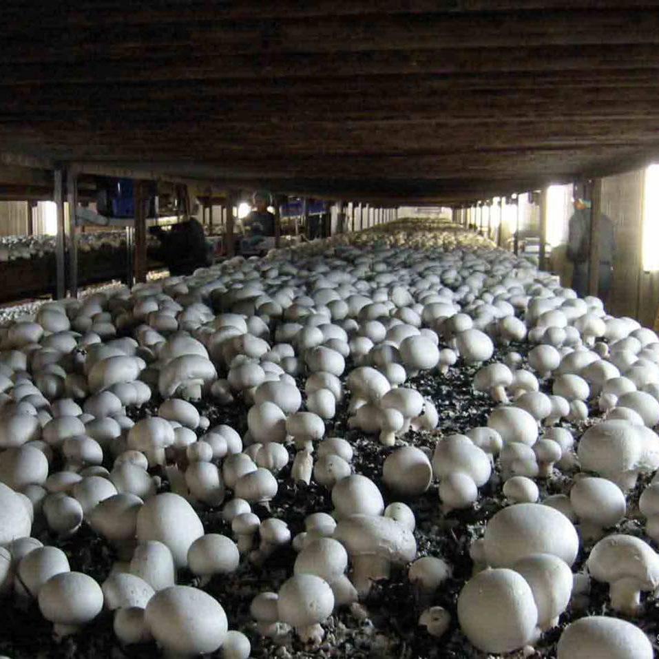 溫室大棚成了農民的“聚寶盆”