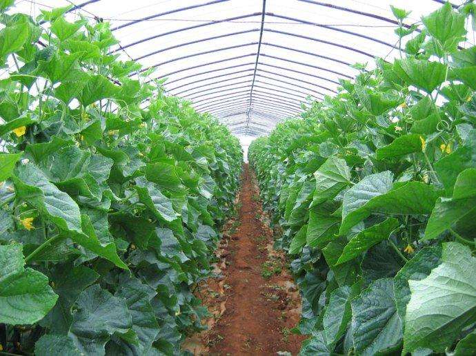 溫室大棚蔬菜種植 帶動貧困戶致富