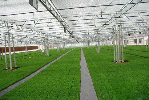 山東陽(yáng)谷:溫室大棚助“三無(wú)”貧困戶脫貧