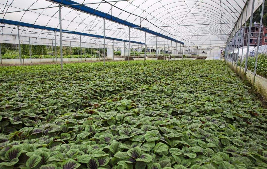 溫室大棚連拱棚施工