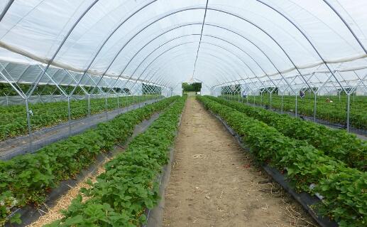 大棚種植什么水果、蔬菜賺錢？