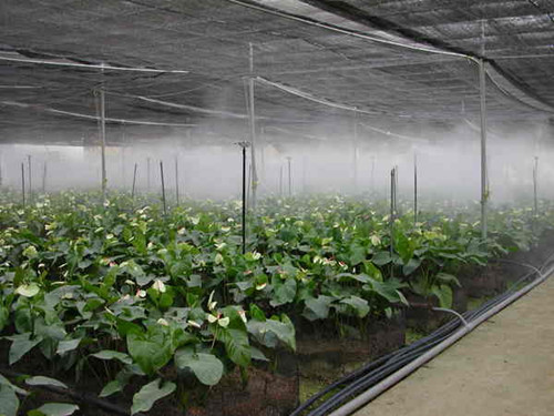 溫室大棚消毒技術有哪些？