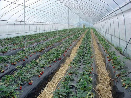 蔬菜大棚屬于設施農業嗎？基本農田里能建蔬菜大棚？