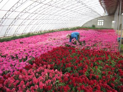 怎么管理溫室大棚收益更高?