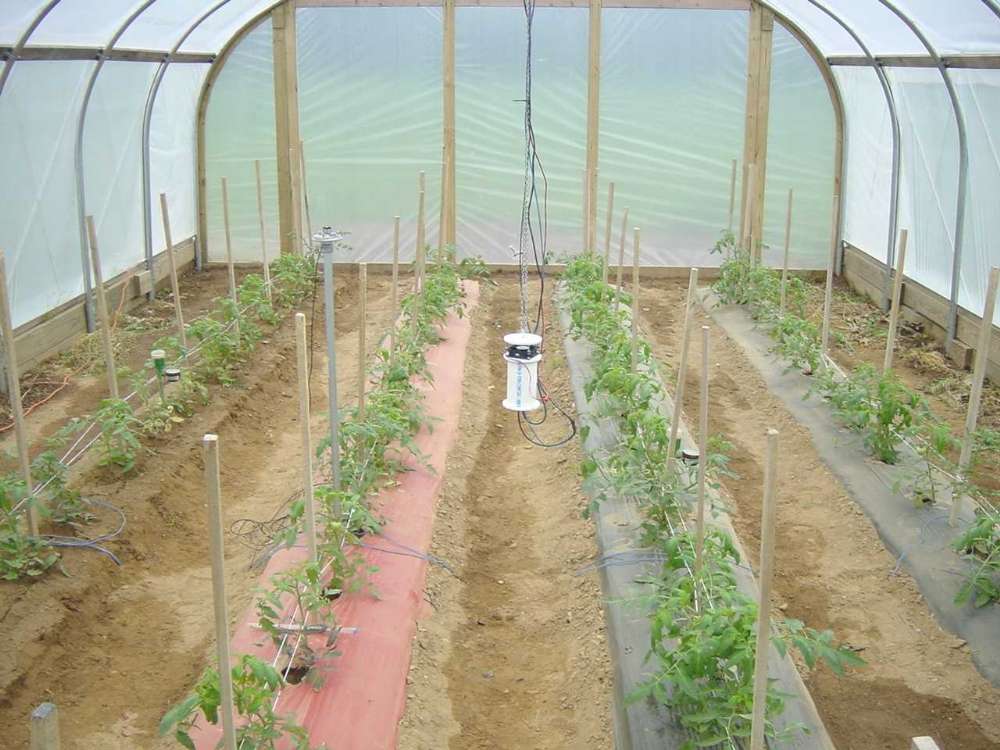 蔬菜大棚消毒技術有哪些？