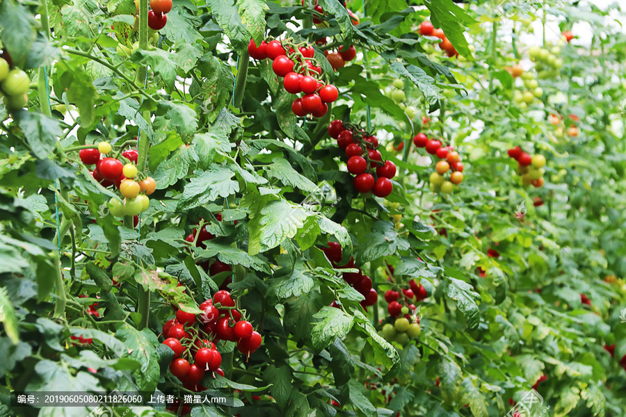 發(fā)展溫室大棚 共繪鄉(xiāng)村振興美景