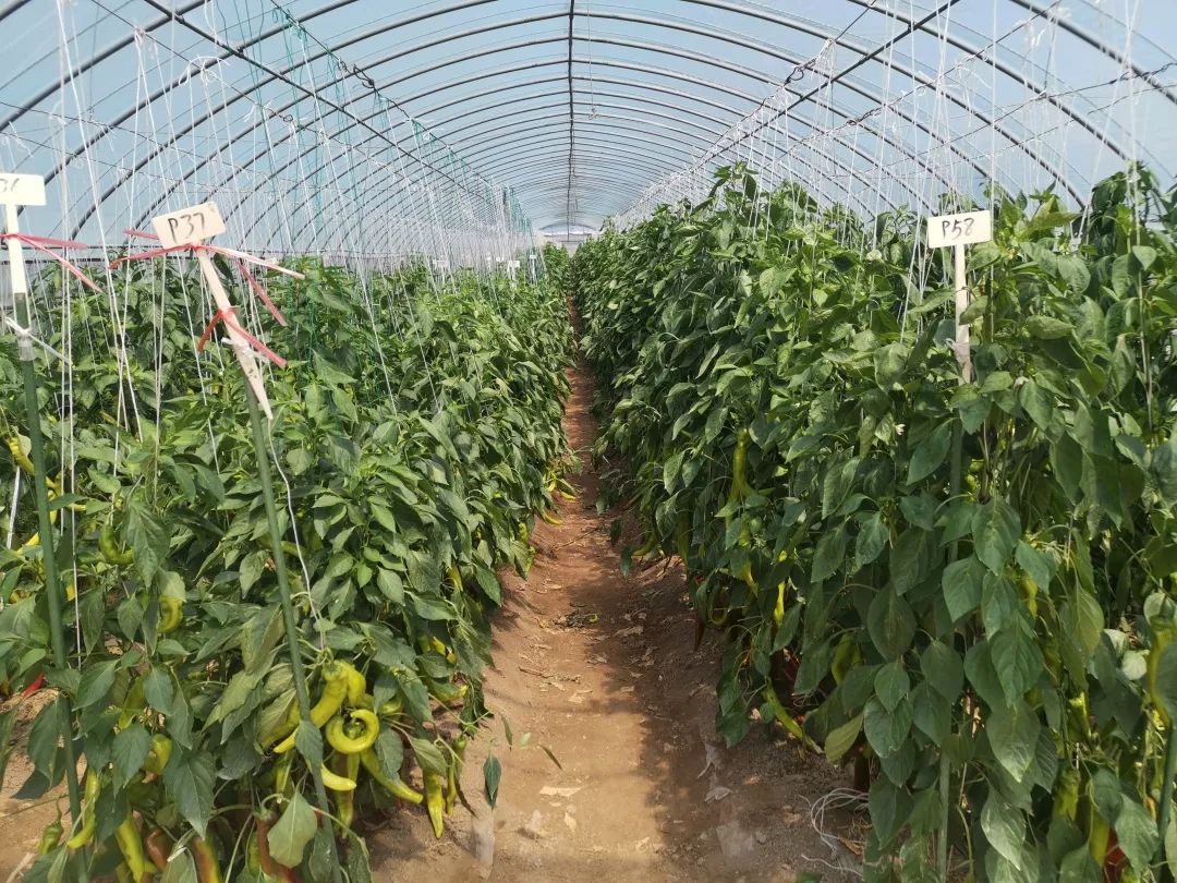 大棚溫室種植辣椒，提前防備病蟲害，為辣椒生長提供優質環境