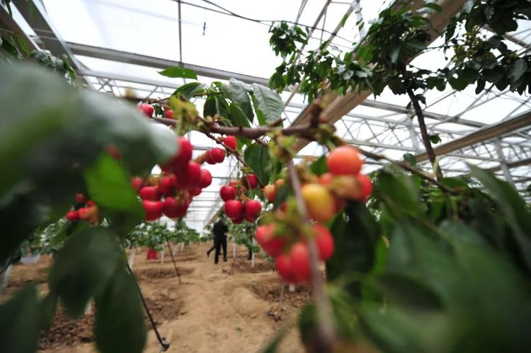 小昝莊村：溫室大棚春色艷