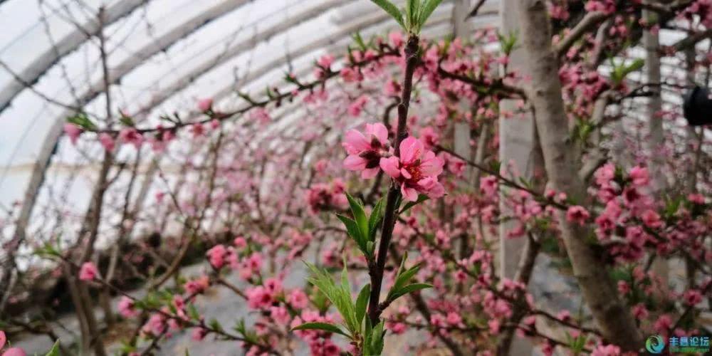 瓜州：溫室大棚桃花俏春意濃濃惹人醉