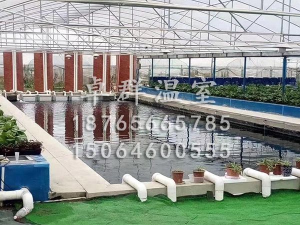 河北蘭考魚(yú)菜共生