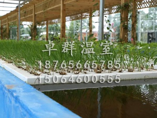 湖北黃岡魚(yú)菜共生